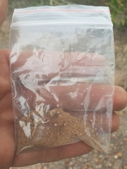 Camponotus mystaceus