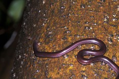 Indotyphlops braminus