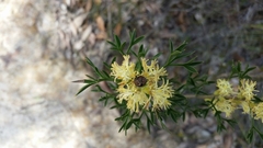 Petrophile squamata