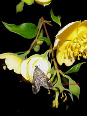 Hymenia perspectalis