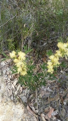 Petrophile squamata