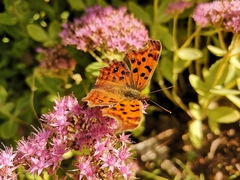 Polygonia c-aureum