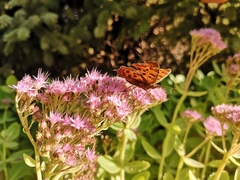 Polygonia c-aureum