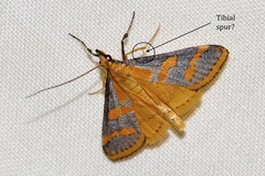 Metallarcha phaenolis