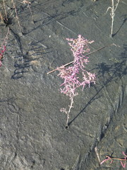 Suaeda heteroptera