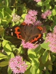 Vanessa indica
