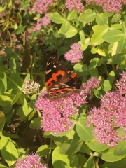 Vanessa indica