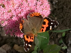 Vanessa indica