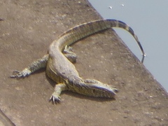 Varanus niloticus