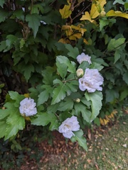 Hibiscus syriacus