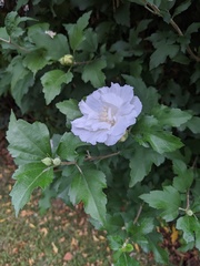 Hibiscus syriacus