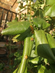 Harmonia axyridis