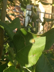 Harmonia axyridis