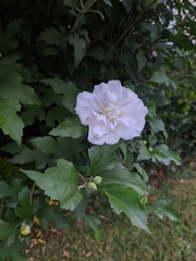 Hibiscus syriacus
