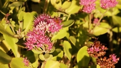 Apis mellifera