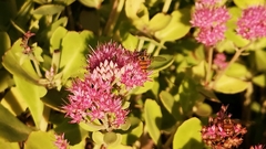 Apis mellifera