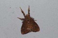 Dasychira chekiangensis