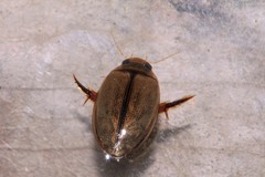 Hydaticus rhantoides