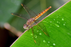 Brachythemis contaminata