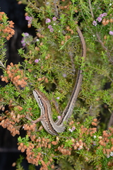 Takydromus tachydromoides