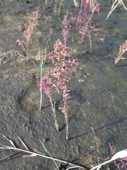 Suaeda heteroptera