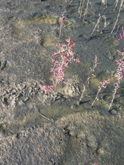 Suaeda heteroptera
