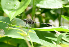 Orthetrum sabina