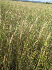 Calamagrostis extremiorientalis