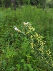 Liatris bridgesii