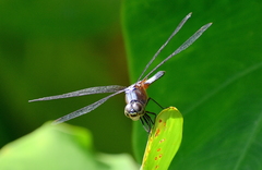 Brachydiplax chalybea