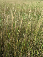Calamagrostis extremiorientalis