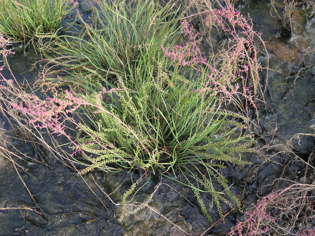 Triglochin asiatica