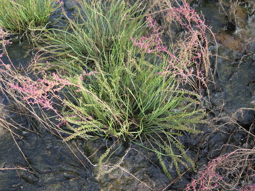 Triglochin asiatica