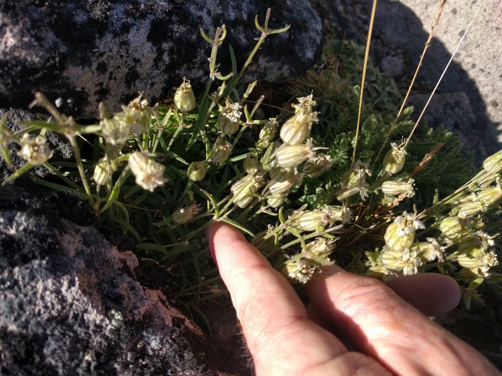Silene suksdorfii; photograph (c) John Brew, some rights reserved (CC BY)