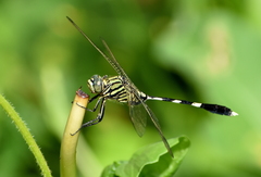 Orthetrum sabina