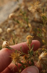 Heterotheca villosa minor