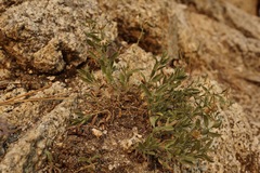 Heterotheca villosa minor