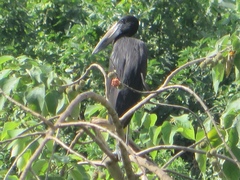 Anastomus lamelligerus