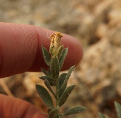 Heterotheca villosa minor