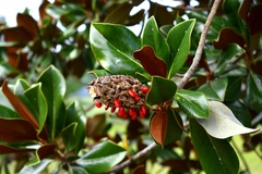 Magnolia grandiflora