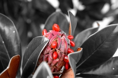 Magnolia grandiflora