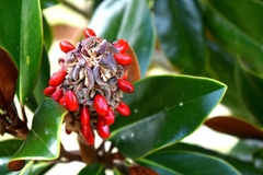 Magnolia grandiflora