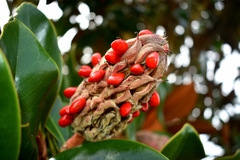 Magnolia grandiflora