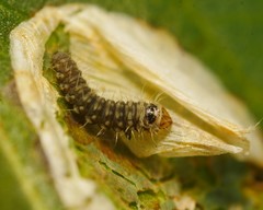Phyllonorycter corylifoliella