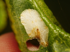 Phyllonorycter corylifoliella