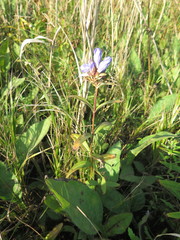 Gentiana triflora