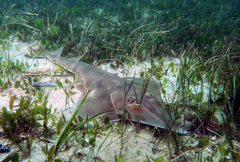 Aptychotrema rostrata