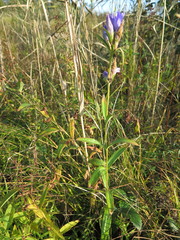 Gentiana triflora