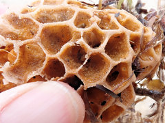 Holopsamma laminaefavosa