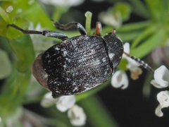 Bruchus atomarius